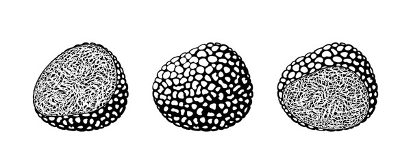 Truffle logo. Isolated truffle on white background - obrazy, fototapety, plakaty
