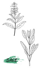 Vector drawing of sage. Isolated medical flower and leaves. Herbal engraved style illustration. Botanical plant illustration.
