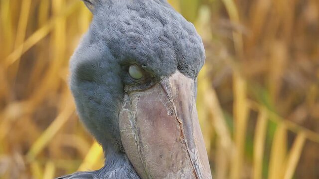 ein schuhschnabel vor schilf, portrait in zeitlupe mit kopfsch&uuml;tteln, balaeniceps rex