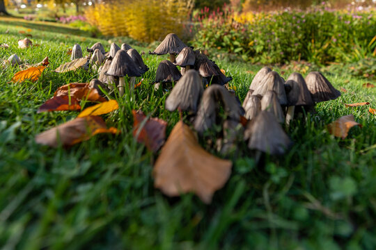 bunch of inocybe mushrooms(Inocybe patouillardi) growing on green grass