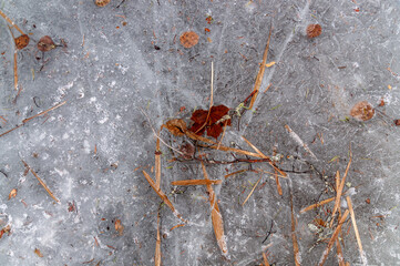 Natural winter and spring background. Ice background with frozen twigs and leaves