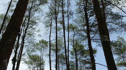 Fototapeta premium trees in the forest