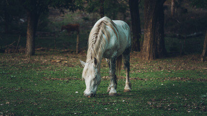white horse eating grass with a pine forest as background