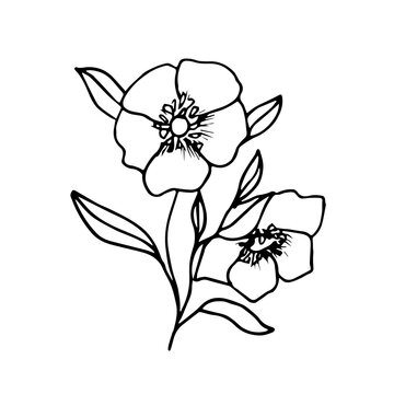 Beautiful Doodle flower Hellebore Oriental. The first spring flower can be used for tattoo sketches, textiles, paper, postcards, wedding invitations, Botanical books