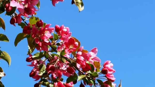 branch of apple tree covered with large red flowers,tracking shot, close-up
