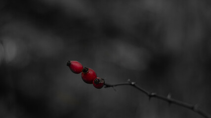 red fruits in black background 