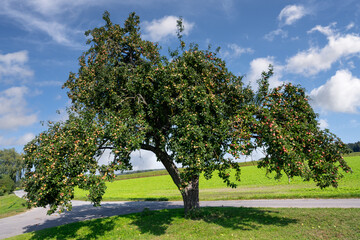 Fototapeta na wymiar Countryside with an old Apple Tree