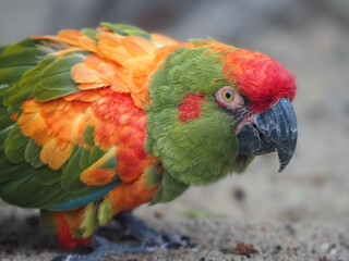 Der Rotohrara als endemischer Ara aus Bolivien sitzt auf dem Boden, ara rubrogenys © Holger T.K.