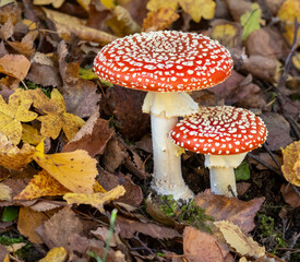 Group of red fly agaric musrooms