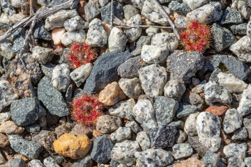 The small rosettes of Drosera platystigma, an orange flowering pygmy Drosera in the Stirling Range Nationalpark, view from above
