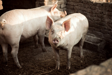 livestock pig on farm isolated