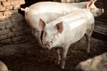 Fototapeta premium livestock pig on farm isolated