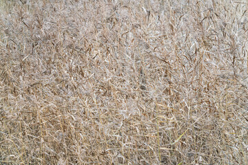 Dry reeds in autumn for background