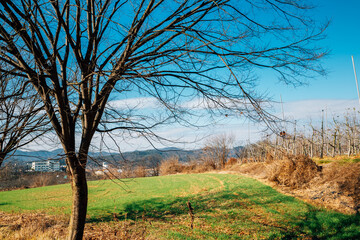 Green grass field with dry trees in Boeun, Korea