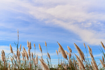 Furry reed flower swaying in the wind