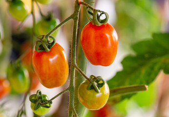 Fresh lot of tomato hanging  plants growing in greenhouse