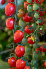 Fresh lot of tomato hanging  plants growing in greenhouse