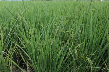 green rice field