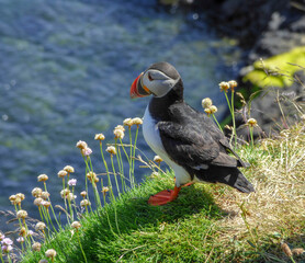 A puffin on the breeding ground of Staffa island in Scotland