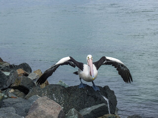 Pelican getting ready to fly away