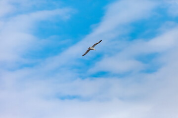 Flying bird river gull on the background of blue sky and white clouds (Background, banner, Wallpaper)