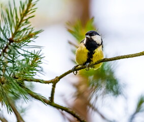 Obraz na płótnie Canvas Bird tit on a pine branch close up
