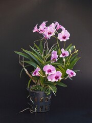 bouquet of flowers Small thai orchid plant in pot on dark background 