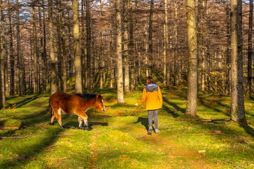 A young woman stroking wild horses in the Oianleku beech forest, in the town of Oiartzun, Gipuzkoa....