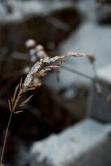 spikelet in the snow
