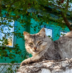 Naklejka na ściany i meble Pet cat close up on the background of foliage trees and houses in summer