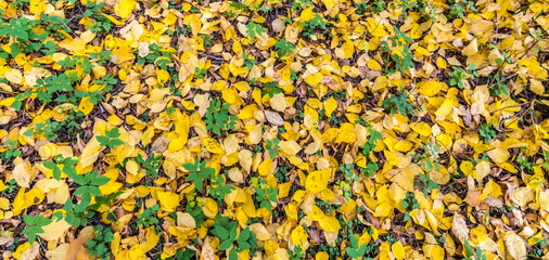 Yellow and green leaves on the ground in the forest in autumn