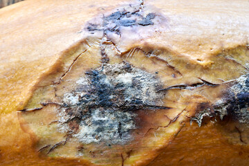 Macro photography. The texture of the mildew on the pumpkin.