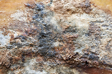 Macro photography. The texture of the mildew on the pumpkin. mold background