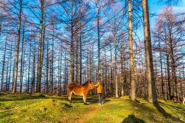 A young hiker stroking wild horses in the Oianleku forest, in the town of Oiartzun, Gipuzkoa....