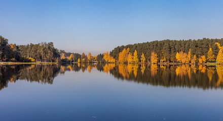 Autumn landscape with pines and yellow birches with reflection on the surface of the pond water against the blue sky