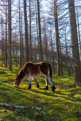 Wild free horses in the Oianleku forest, in the town of Oiartzun, Gipuzkoa. Basque Country. Spain