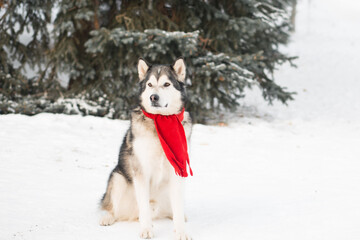 Sitting alaskan malamute in red scarf in winter forest. Near spruce tree.