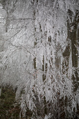 Frozen trees in winter forest