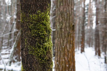Tree trunk with green moss in winter forest