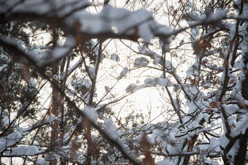 The sun breaks through the snow-covered branches. Beautiful winter atmospheric background. Frosty morning in the winter forest. Full frame, bottom view, sun rays in the center of the composition