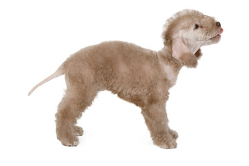Beige Bedlington Terrier puppy standing in a classic stance over white