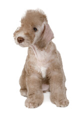 Beige Bedlington Terrier puppy sitting over white