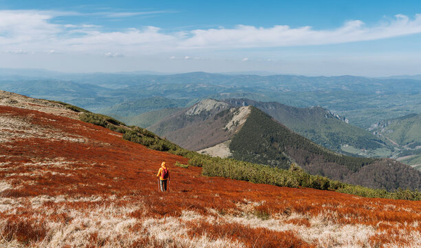 Dressed bright orange jacket backpacker walking by red blueberry field using trekking poles with mountain hills background, Slovakia. Active people and European mountain hiking tourism concept image.