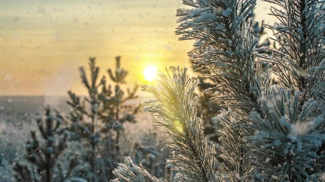 Snow falling nature forest trees landscape on white sunny winter day mood. Light and bright snow cold time, video loop, cinemagraph. Video loop