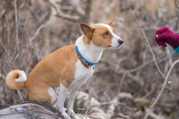 Naklejka na ściany i meble Basenji dog sitting on a tree branch and looking on master's hand giving small cookie