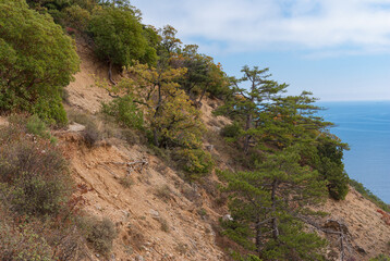 Fototapeta na wymiar Fall landscape with rocky slope overgrown with oaks, pine and strawberry trees of the Black Sea shore in natural reserve on Cape Martyan near Yalta city, Ukraine