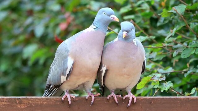 pair of wood pigeons in love, kissing close up
