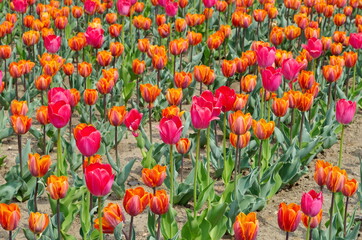 Bright colorful tulips bloom in a flower bed in the Park