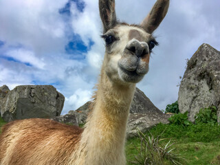 Funny llama looks into the frame against the background of nature and sky