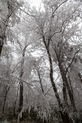 Frozen trees in winter forest